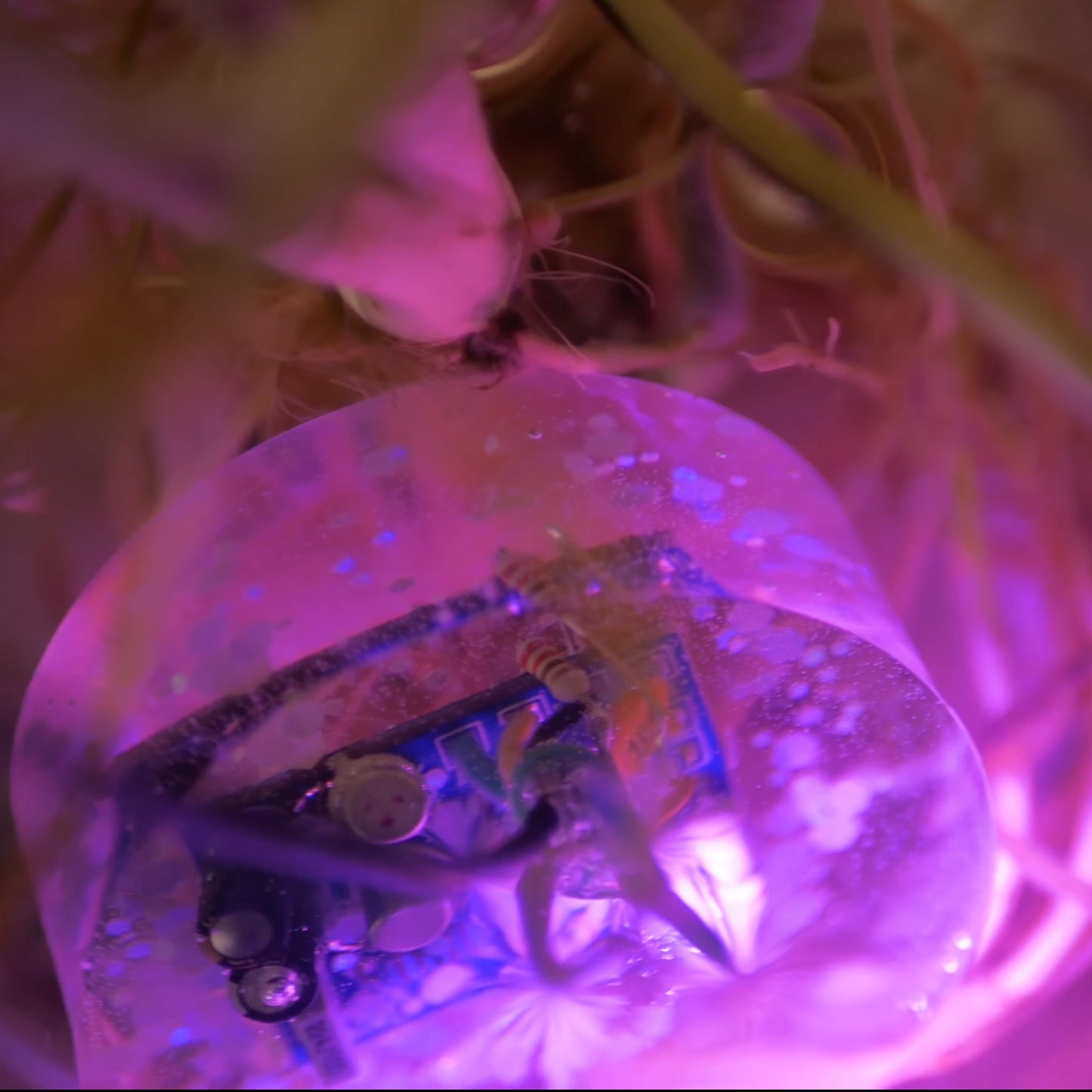 WÅTRFÜZZ - House Plant Fuzz Circuit in Resin