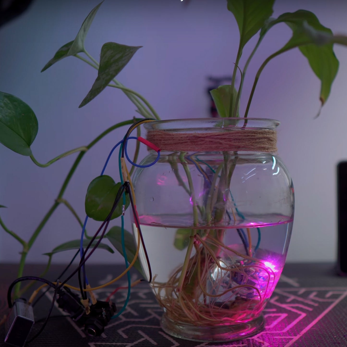 WÅTRFÜZZ - House Plant Fuzz Circuit in Resin